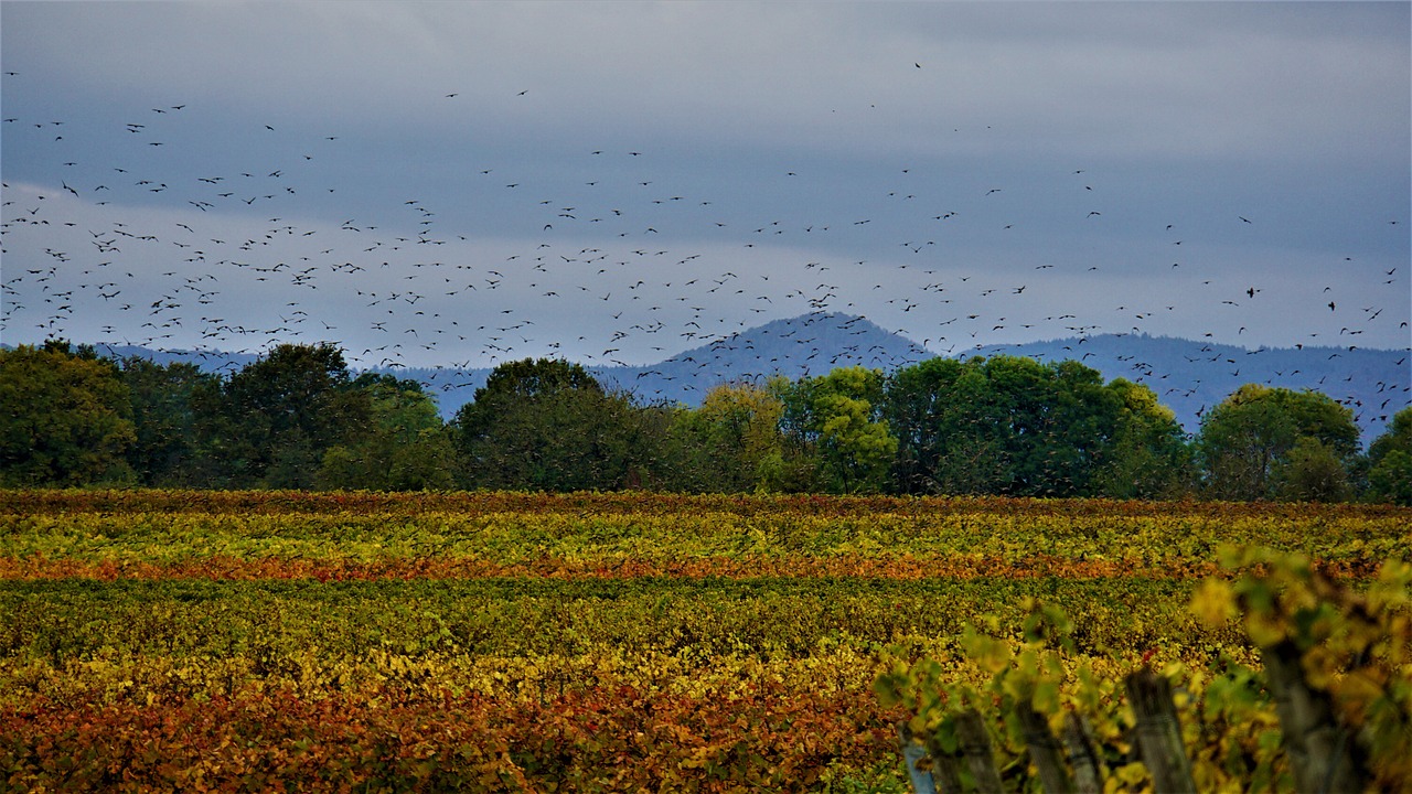 How Biodiversity Supports a Healthy Ecosystem